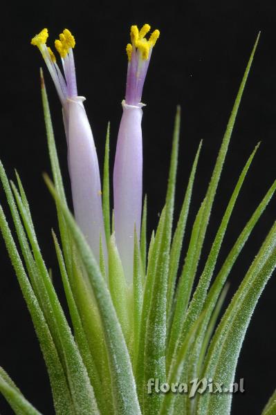 Tillandsia ionantha var scaposa