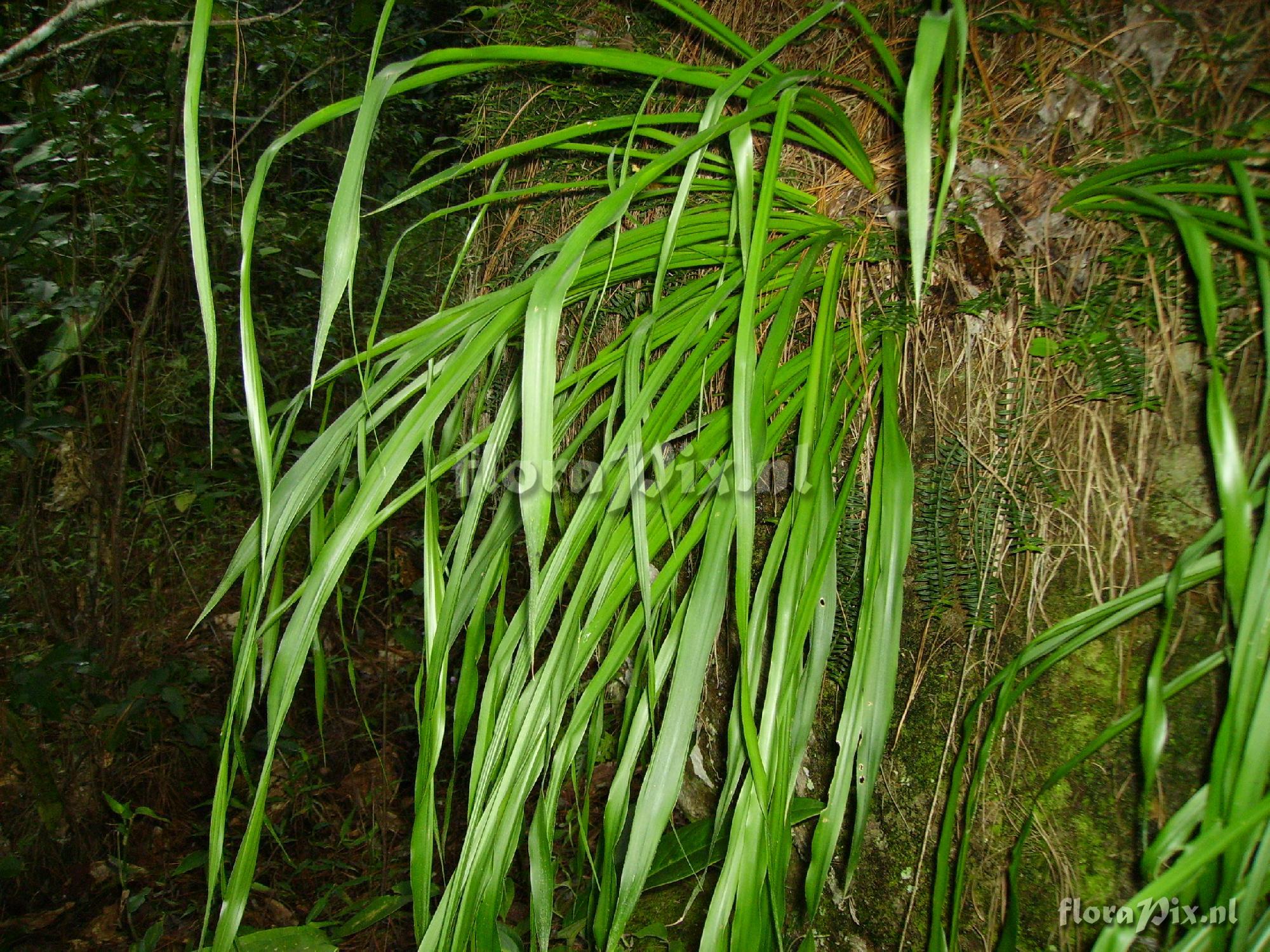 Pitcairnia heterophylla