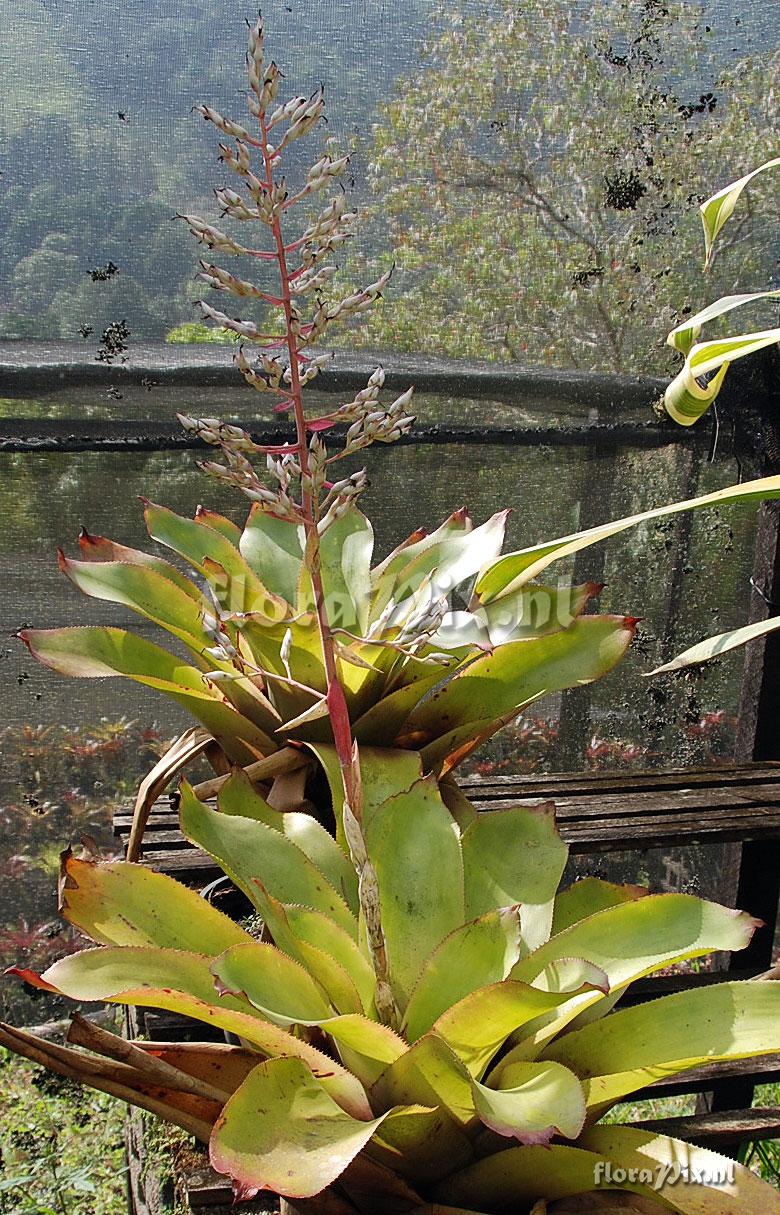 Aechmea sp.