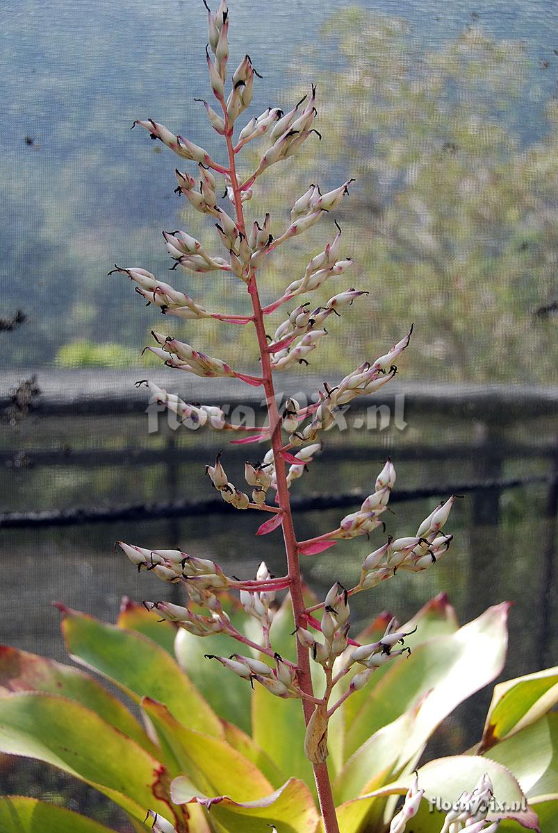 Aechmea sp.