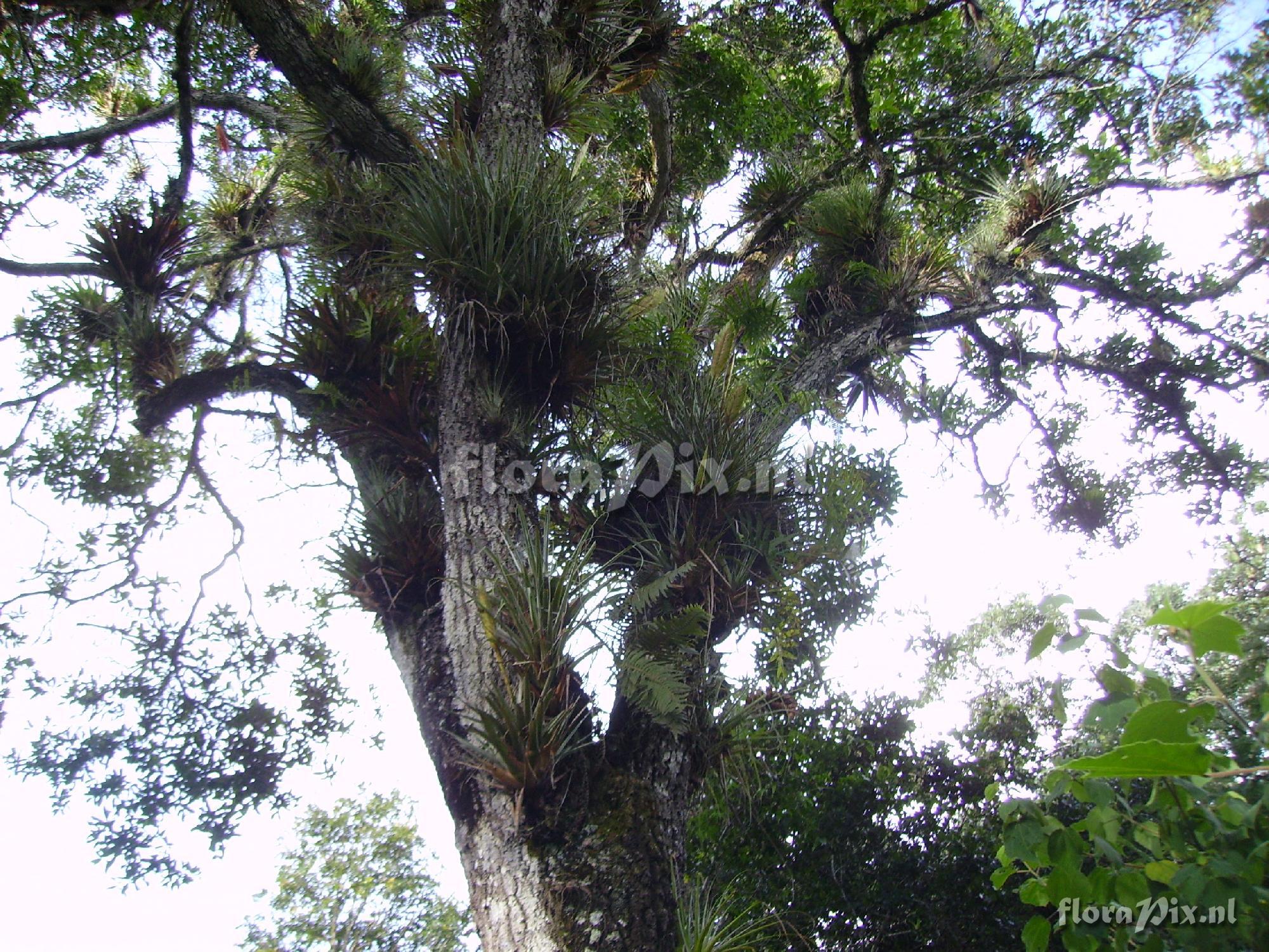 Tillandsia lampropoda