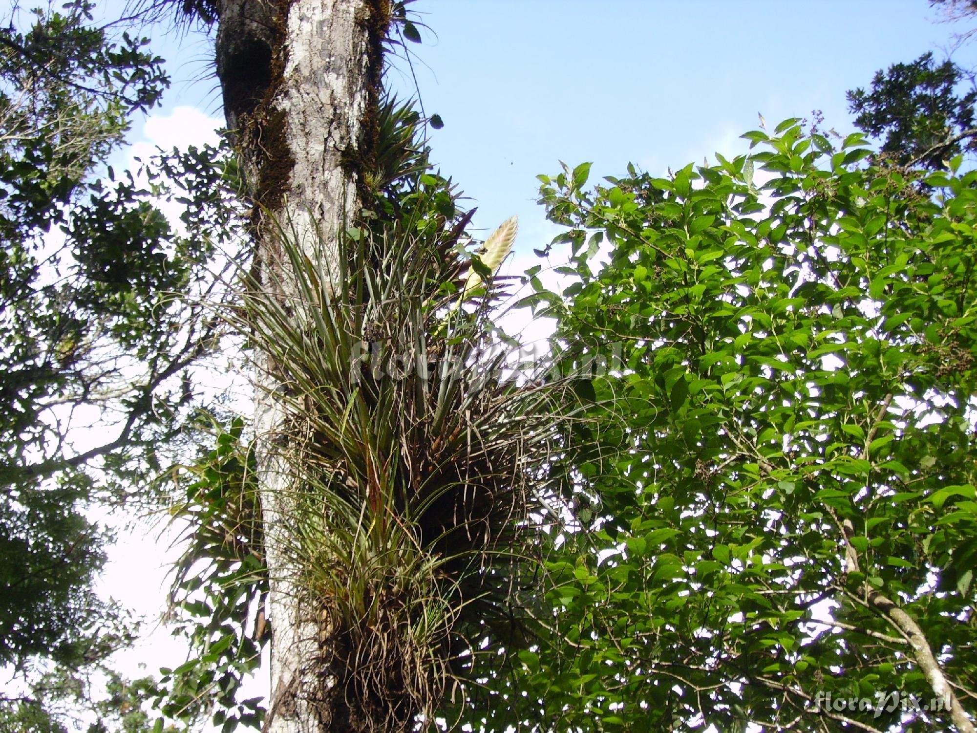 Tillandsia lampropoda