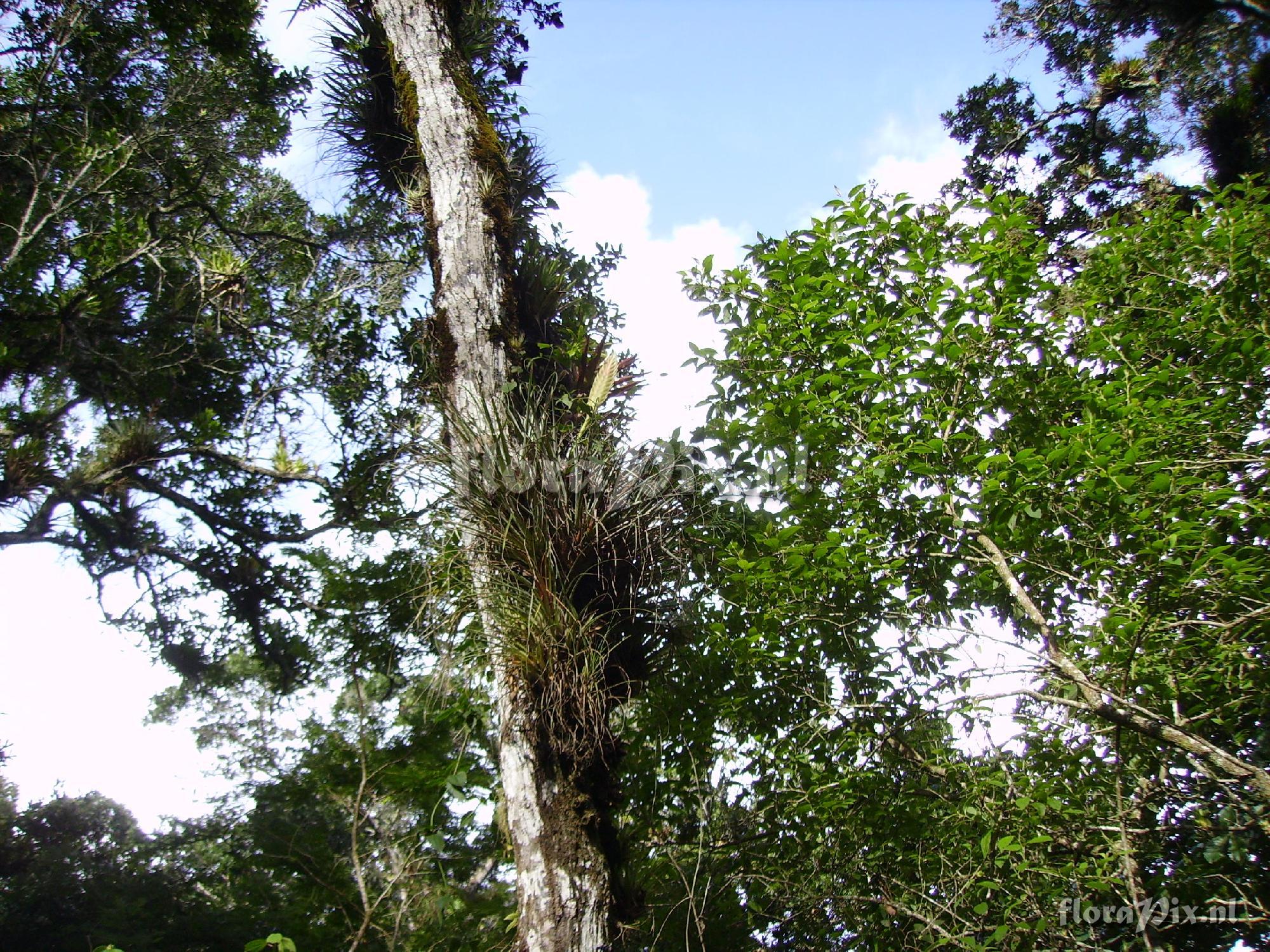 Tillandsia lampropoda