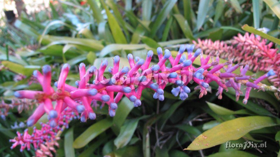 Aechmea gamosepala