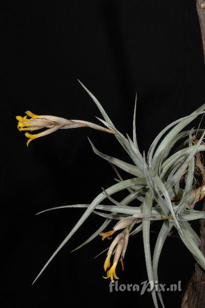 Tillandsia ixioides EG558