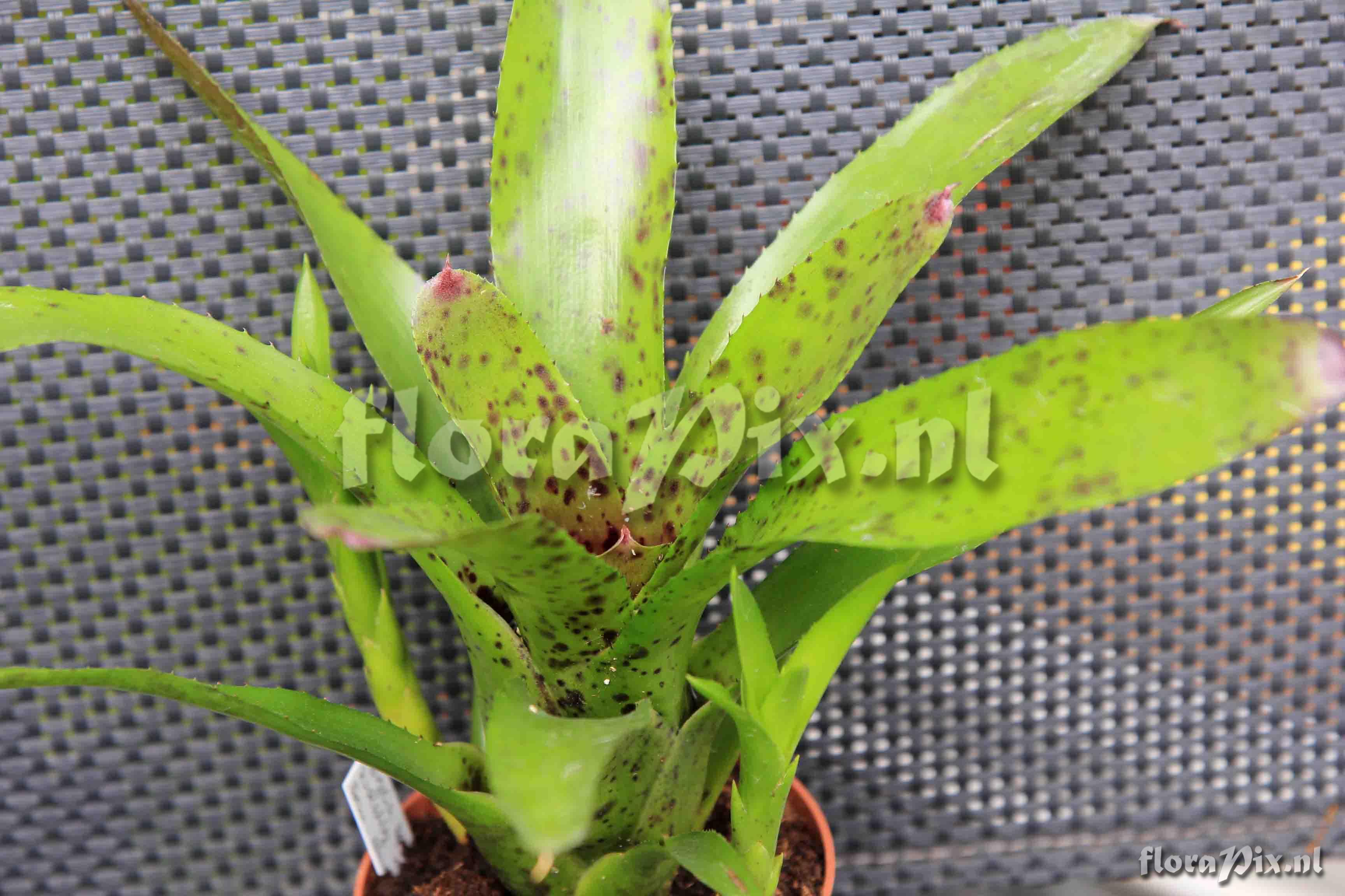 Neoregelia Hybr.