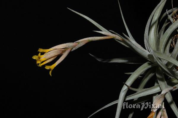 Tillandsia ixioides