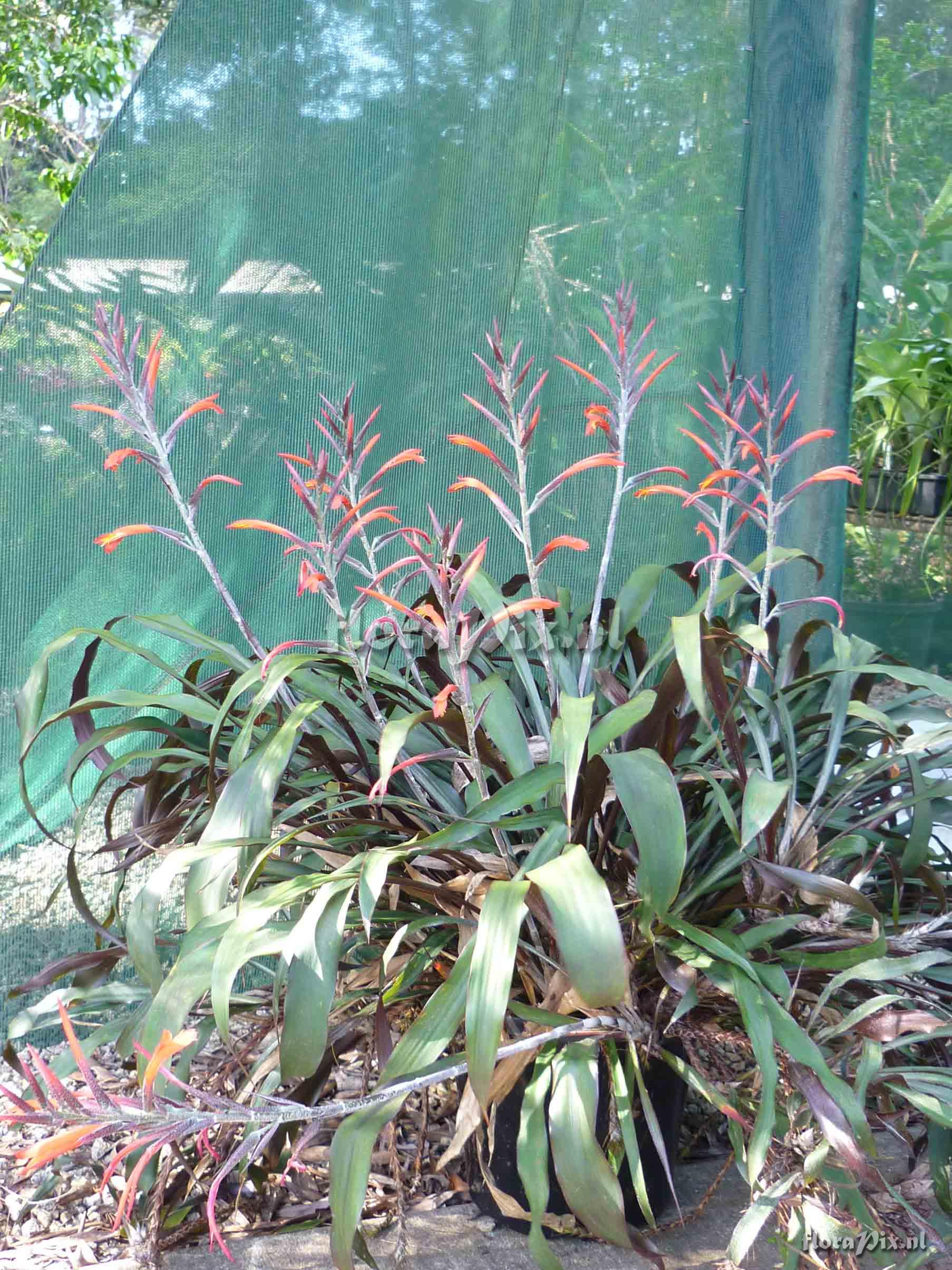 Pitcairnia riparia ?