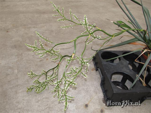 Brocchinia melanacra