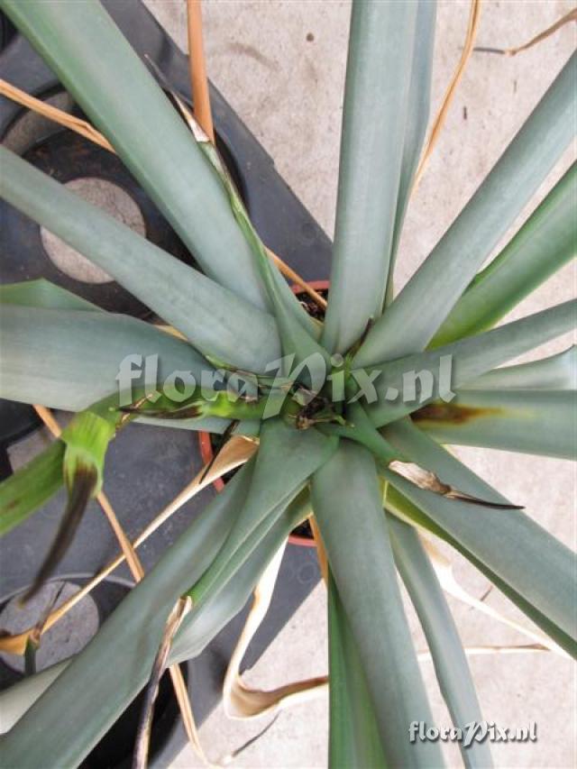 Brocchinia melanacra