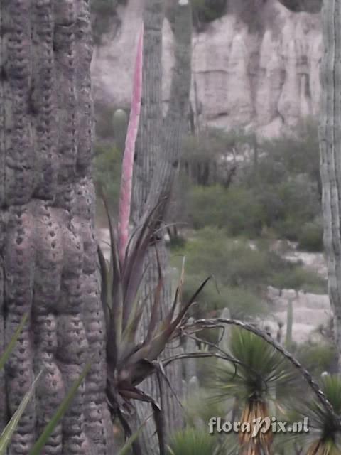 Tillandsia califanii