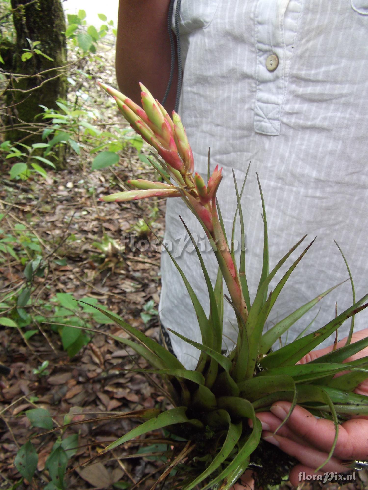 Tillandsia polita