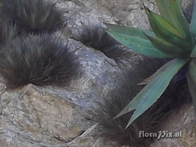 Tillandsia sp. Quiotepec