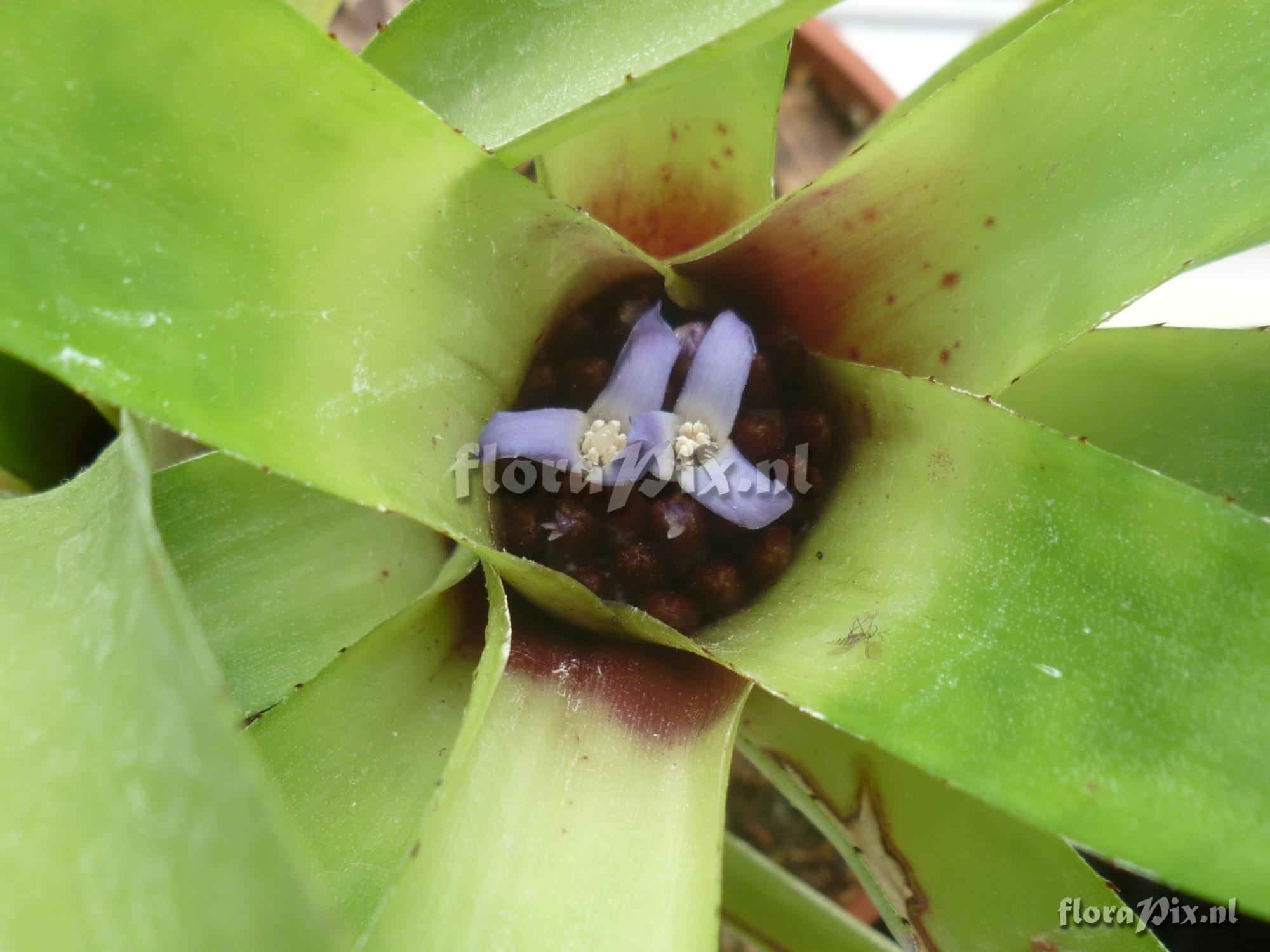 Neoregelia cyanea