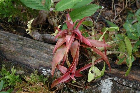 Neoregelia aff. mymecophyla 