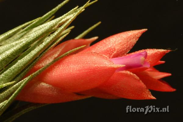 Tillandsia kautskyi