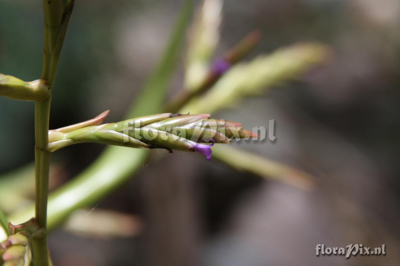 Tillandsia 