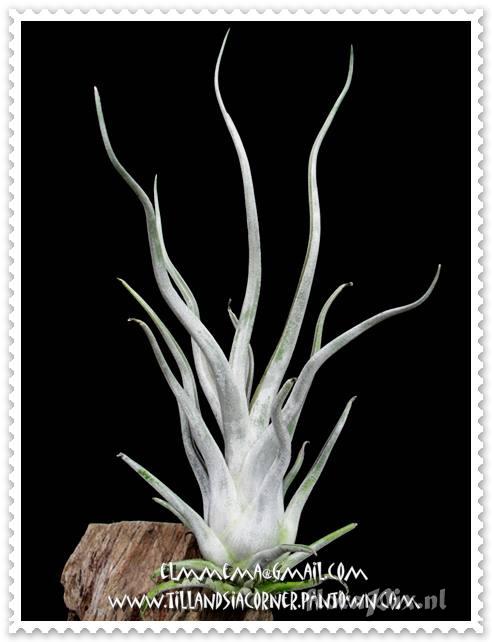 Tillandsia caput-medusae 