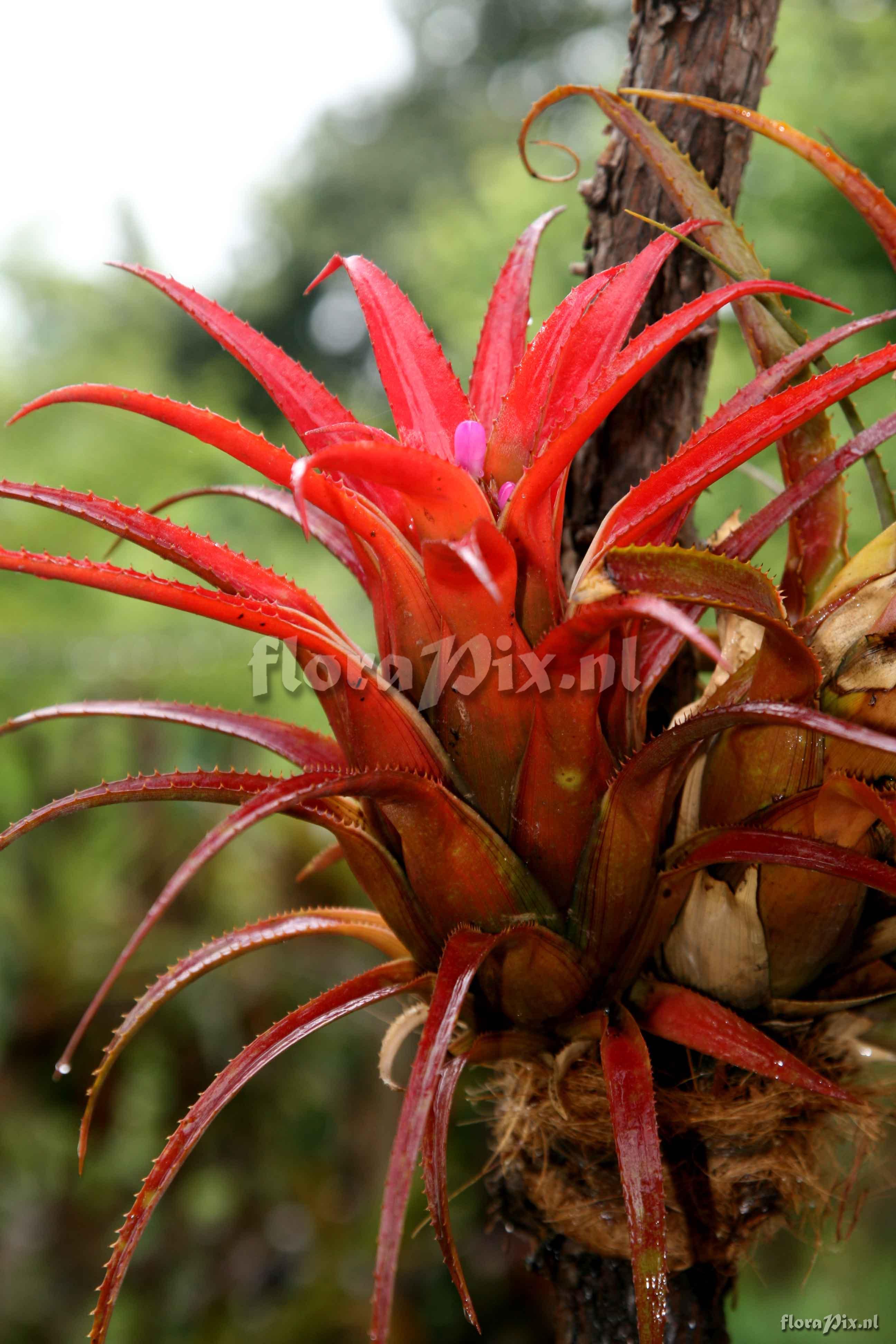 Aechmea recurvata