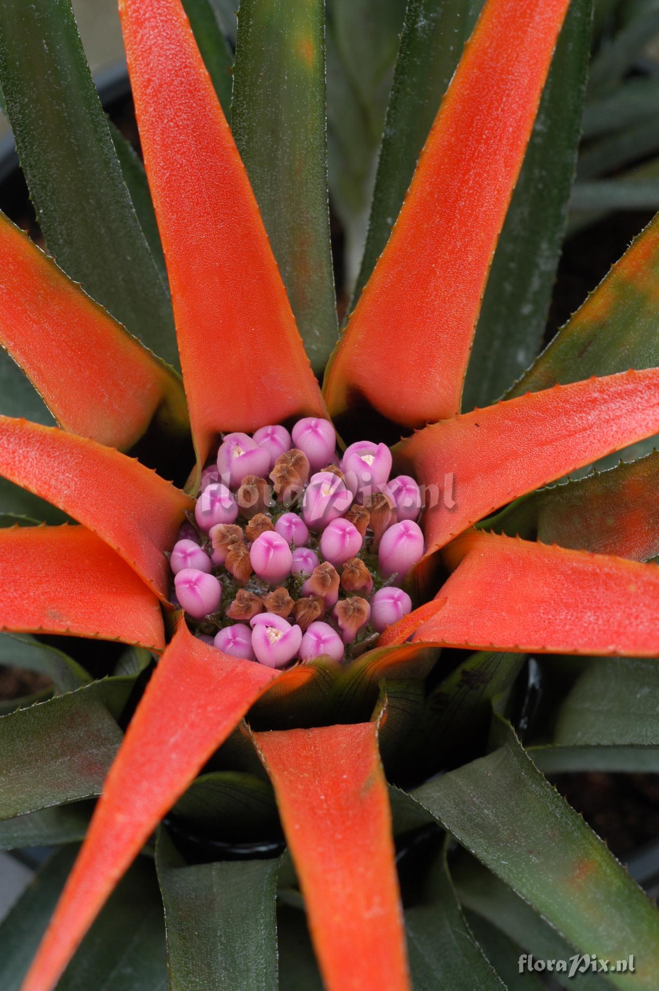 Aechmea recurvata var. ortgiesii 