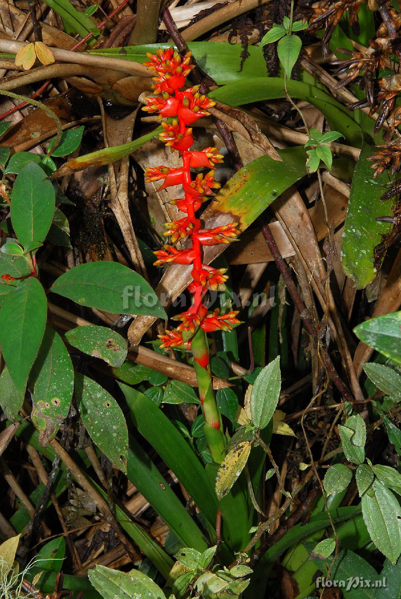 Guzmania multiflora