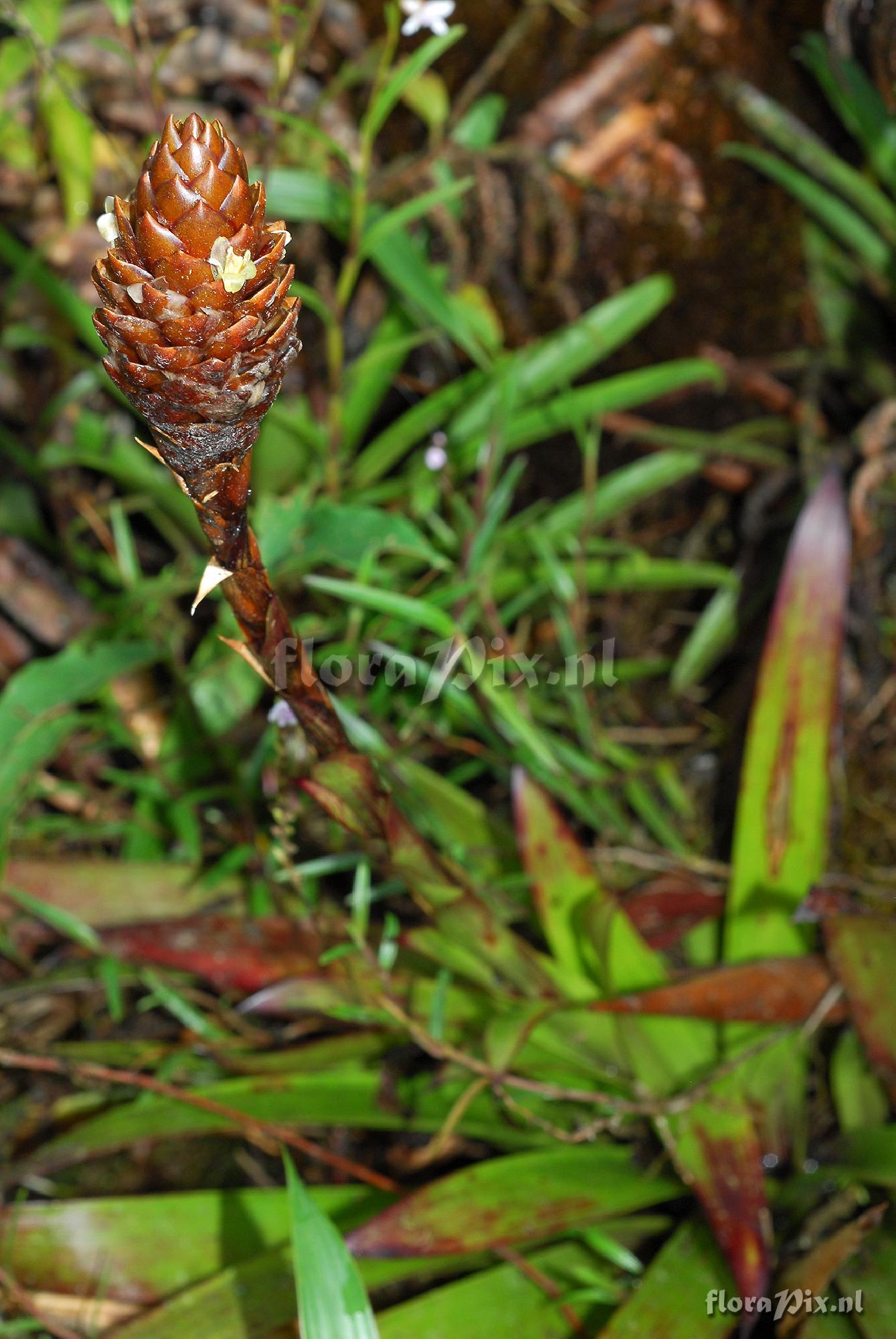 Guzmania coriostachya