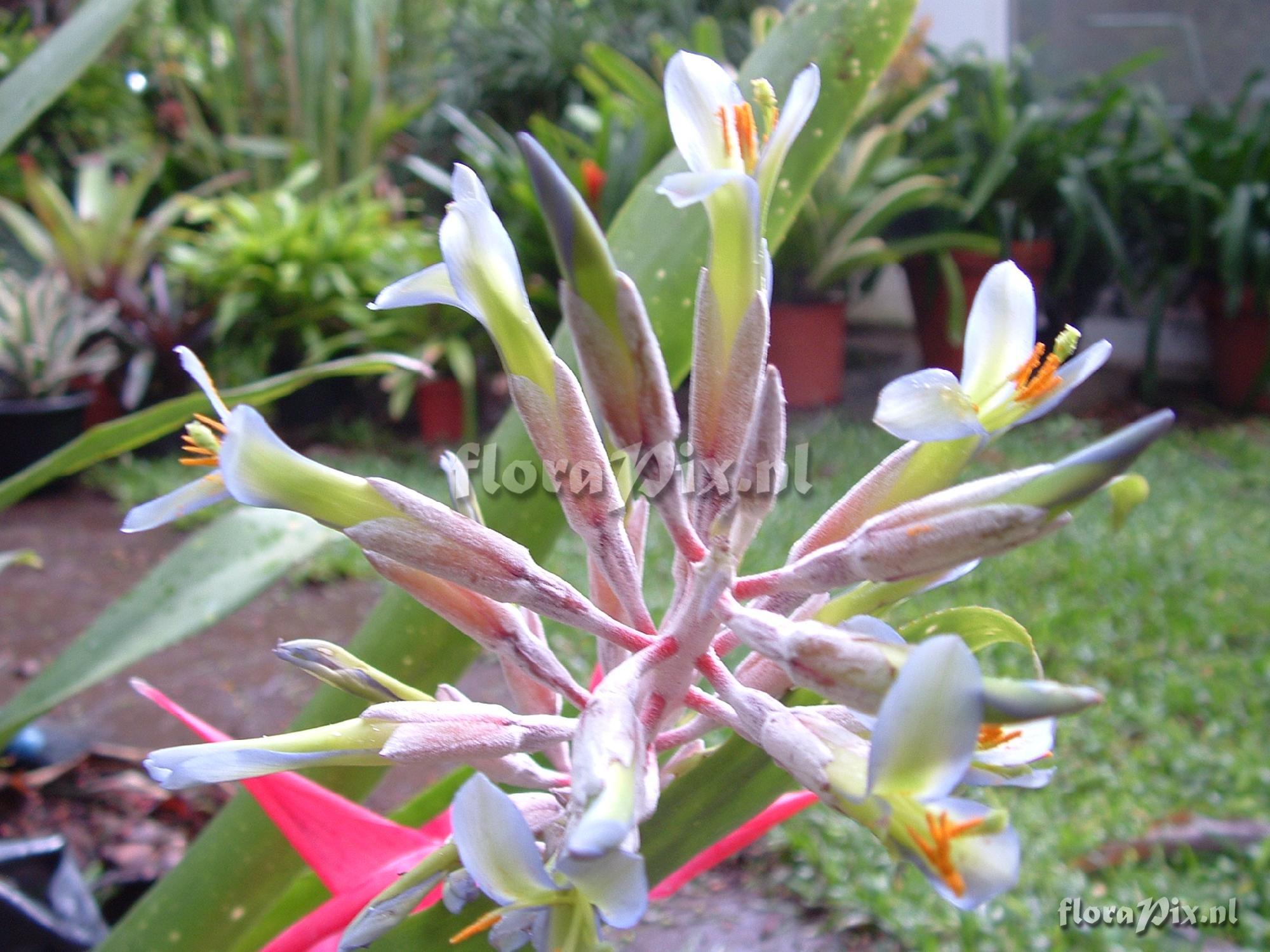 Billbergia macrocalyx