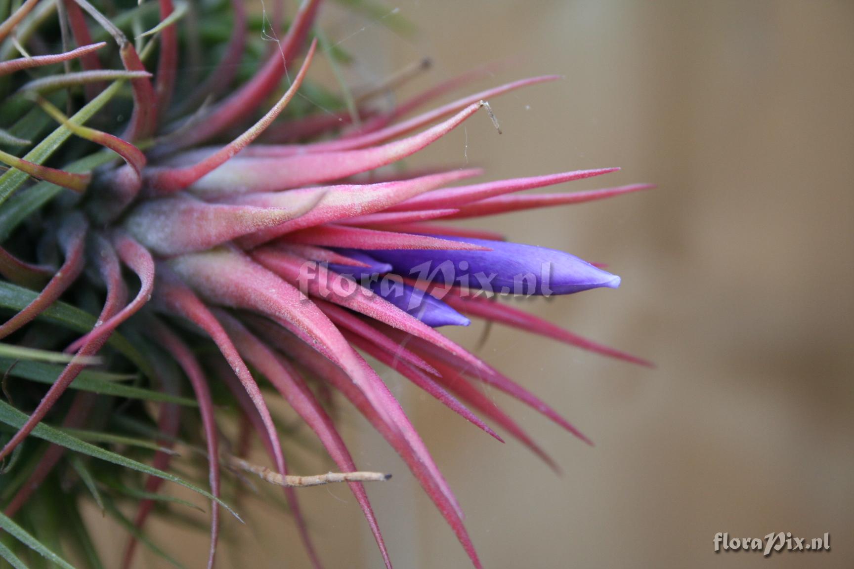 Tillandsia ionantha