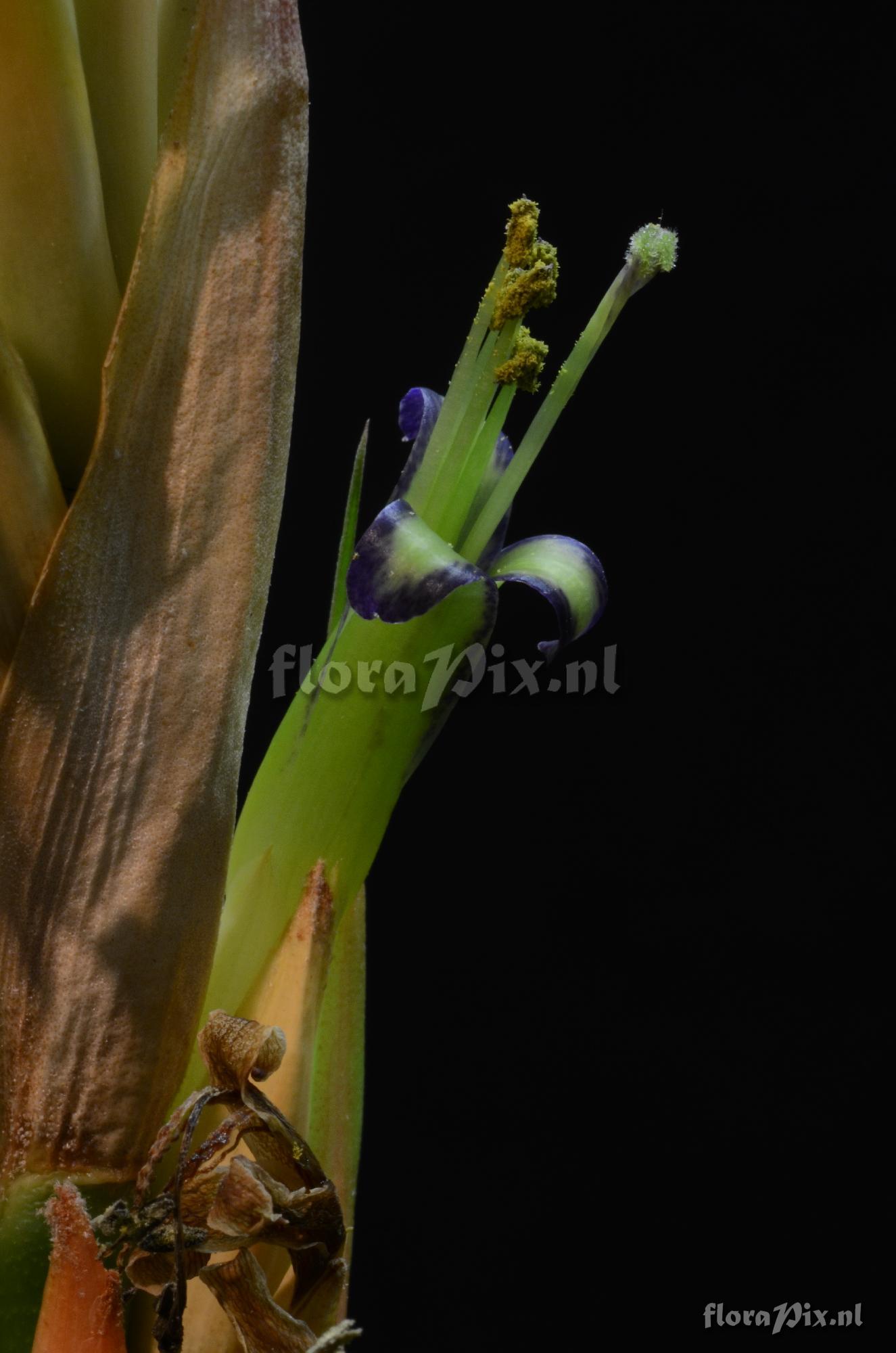 Tillandsia olmosana var. pachamamae 