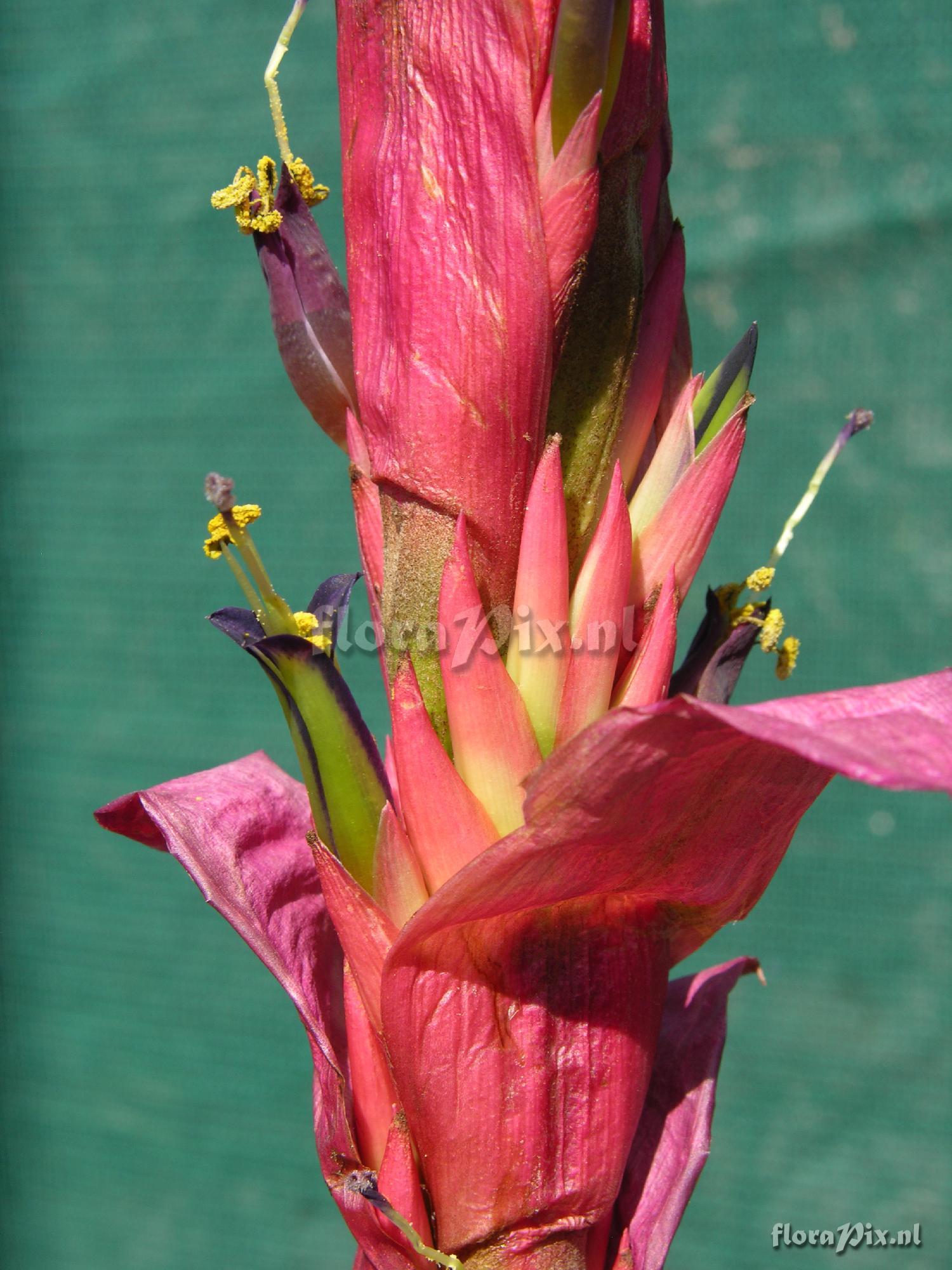 Tillandsia porphyrocraspeda