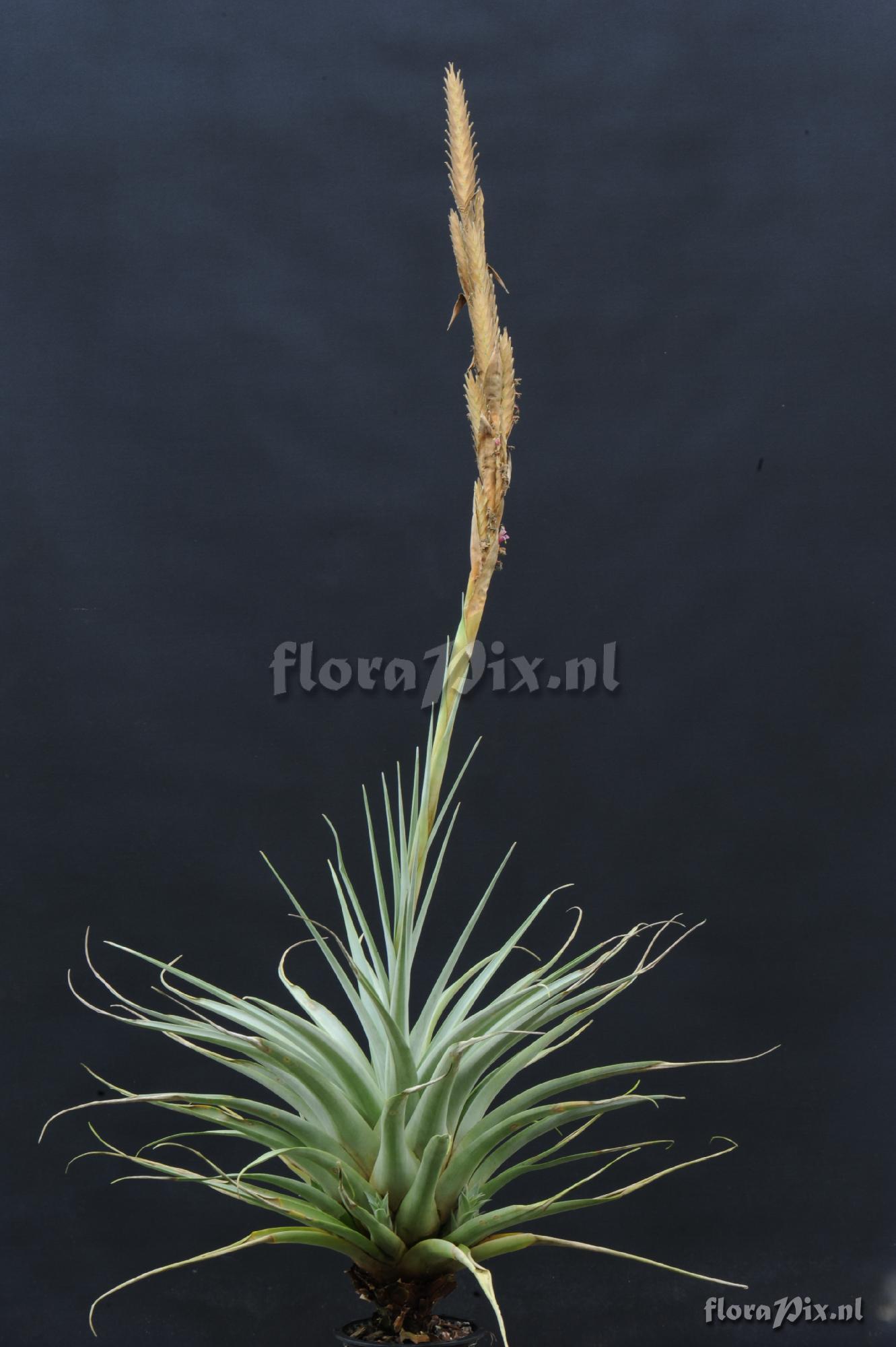 Tillandsia harmsiana