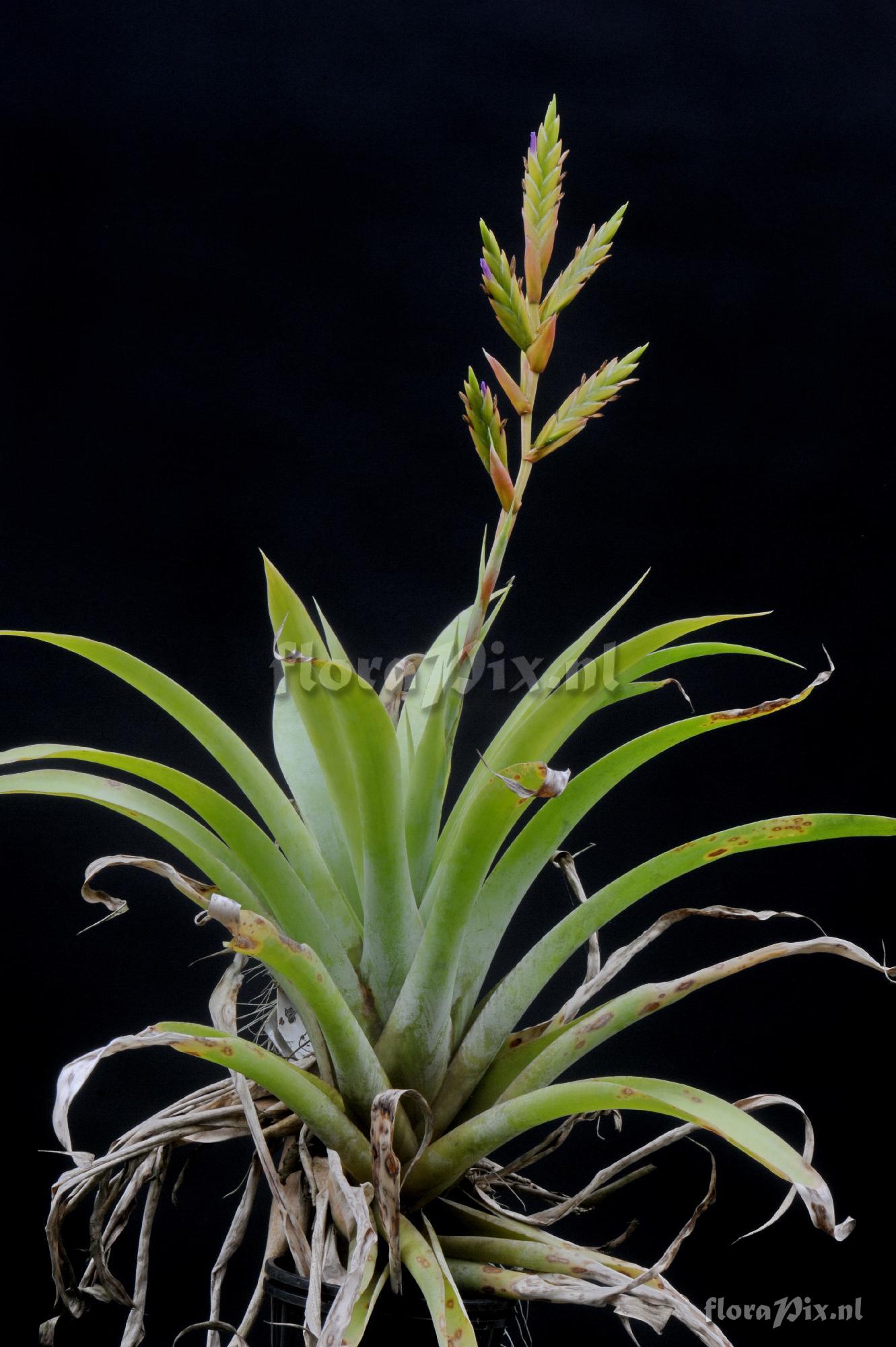 Tillandsia kauffmannii?