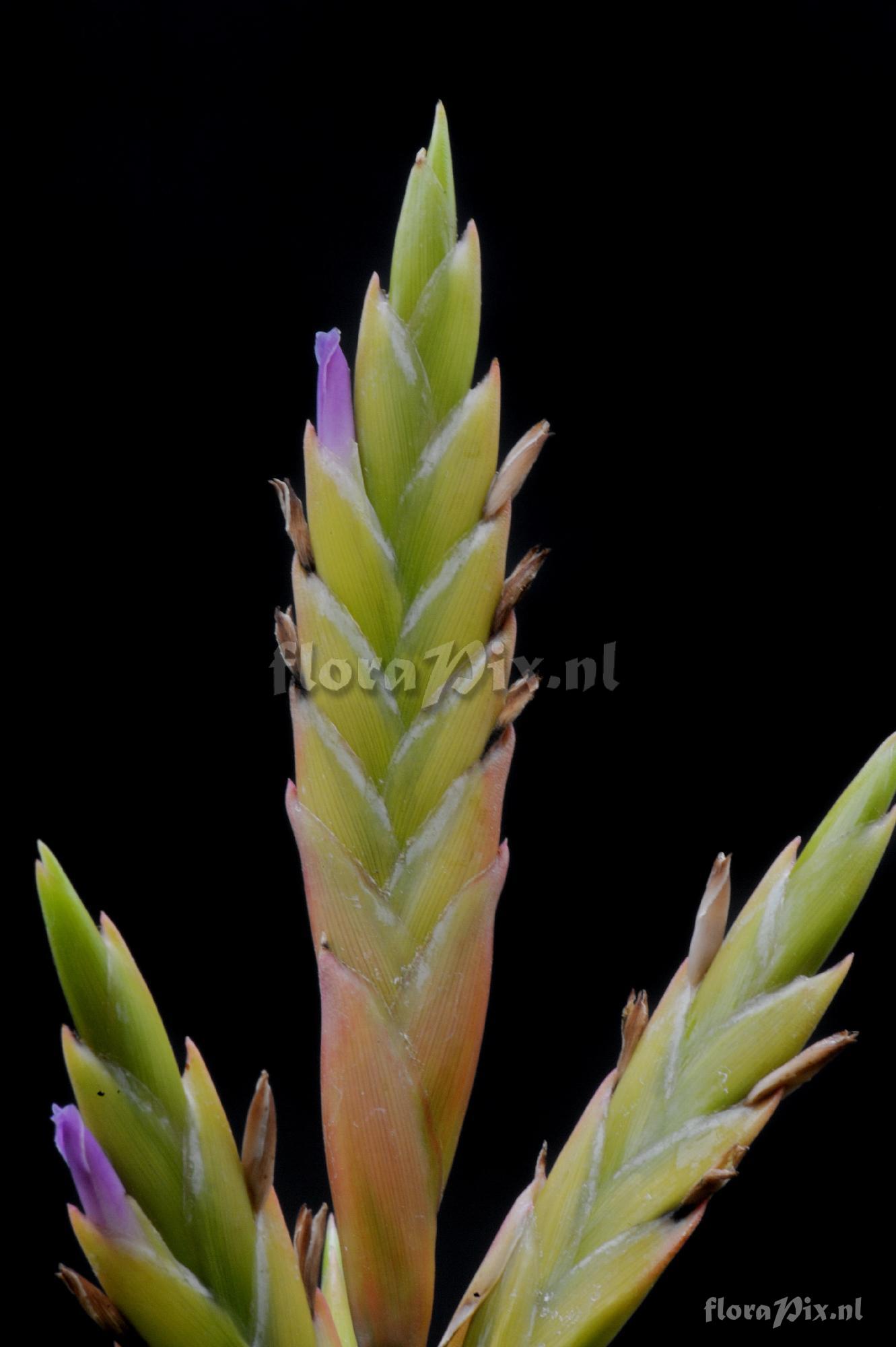 Tillandsia kauffmannii?