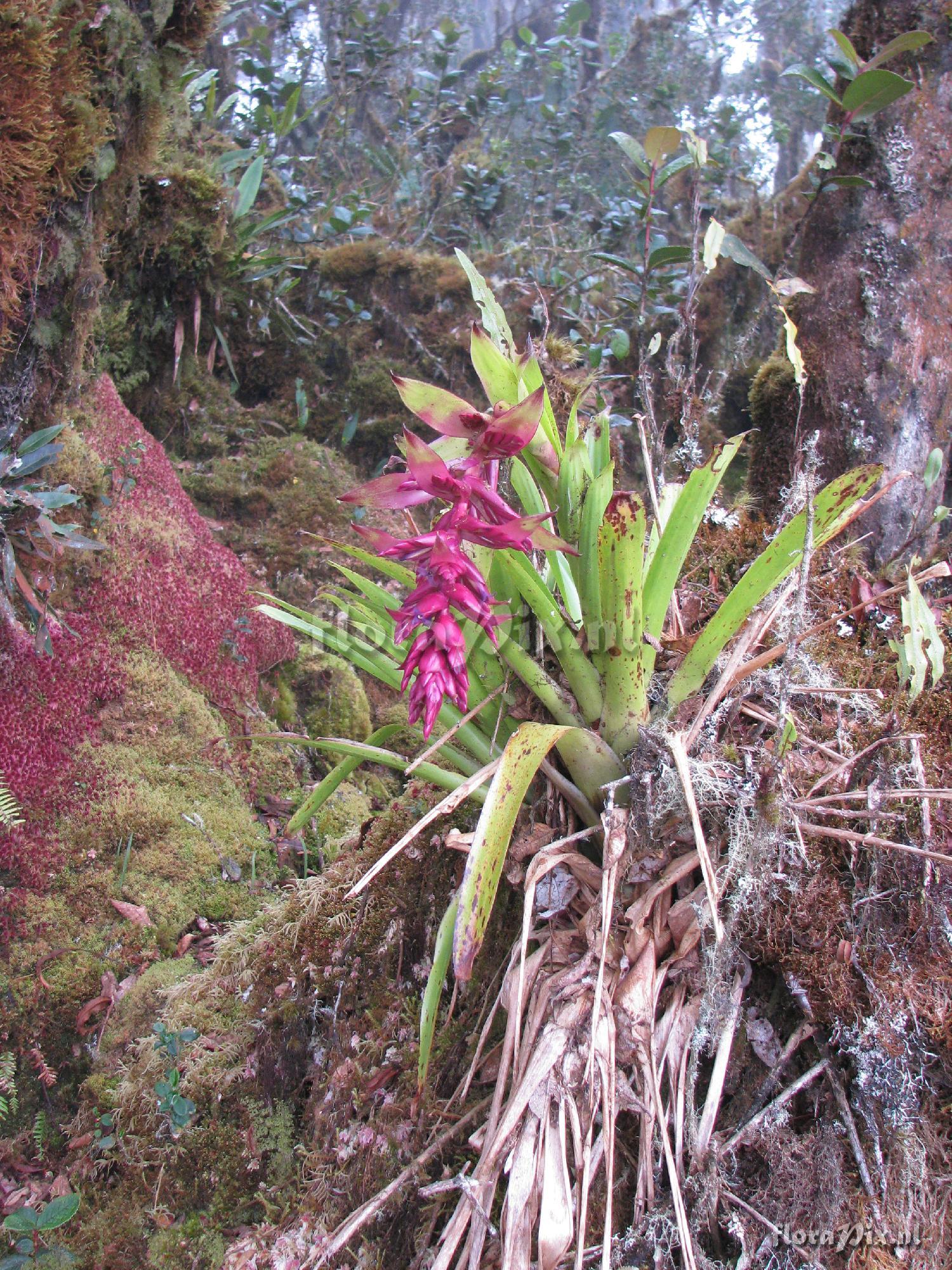 Tillandsia ionochroma