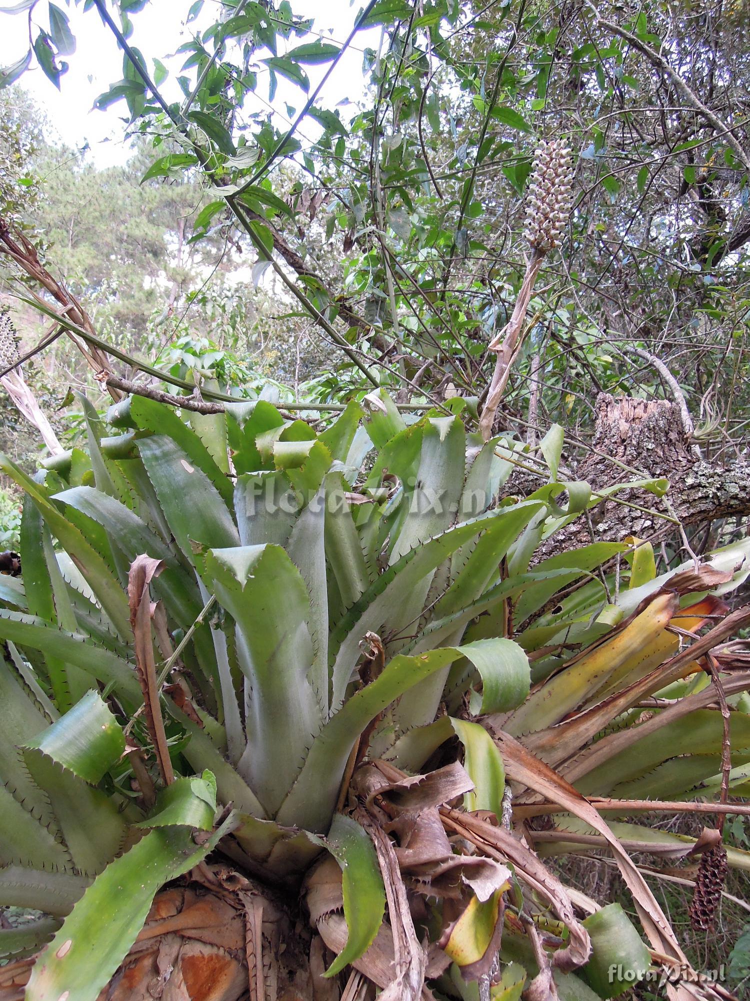 Aechmea bromeliifolia