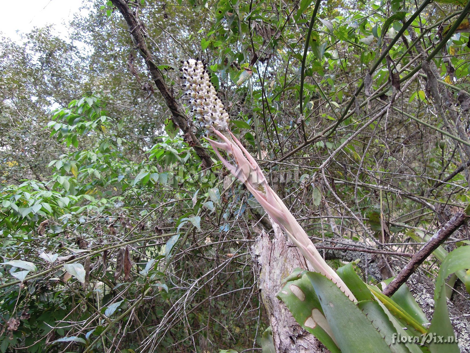 Aechmea bromeliifolia