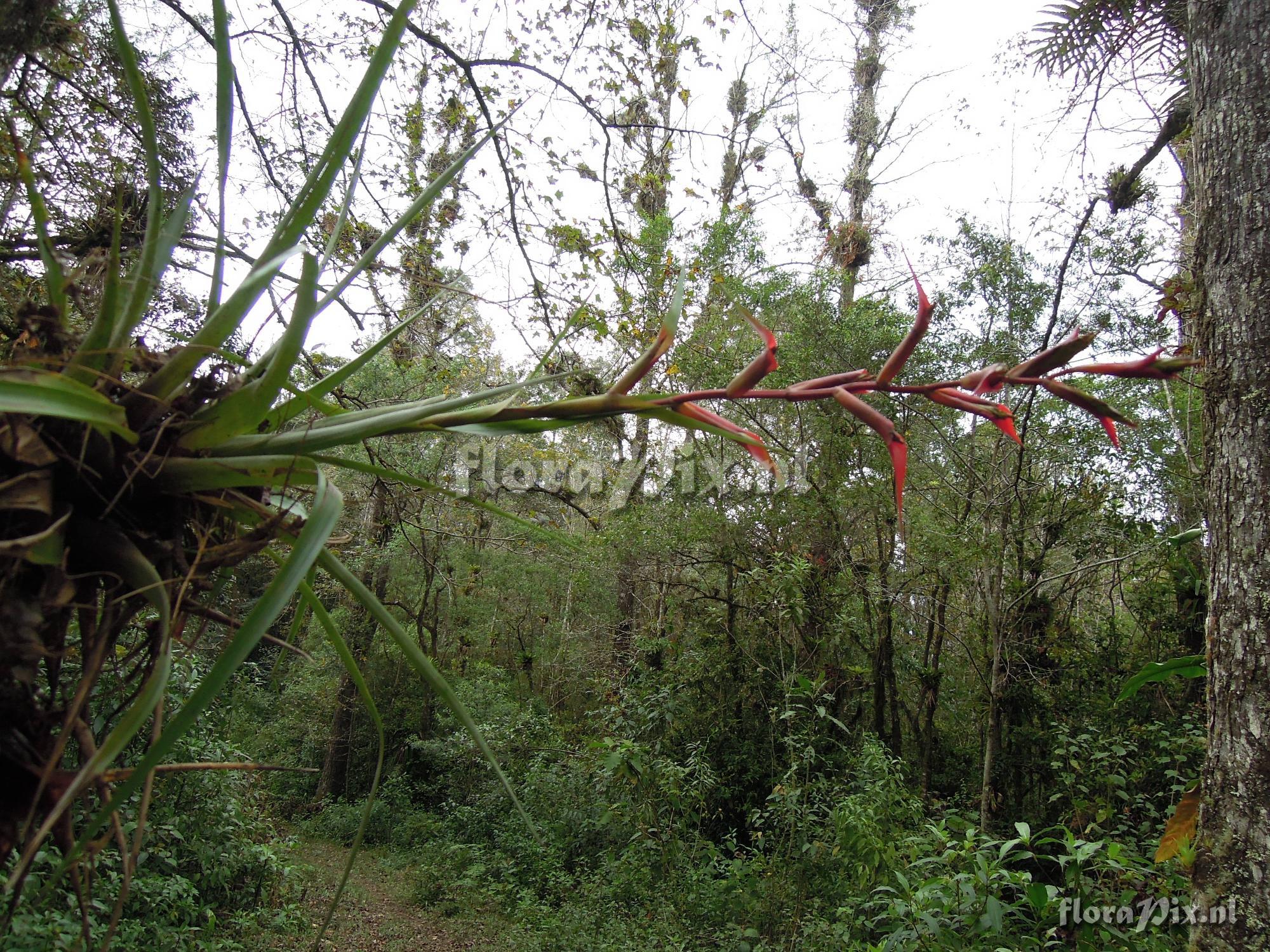 Tillandsia orogenes