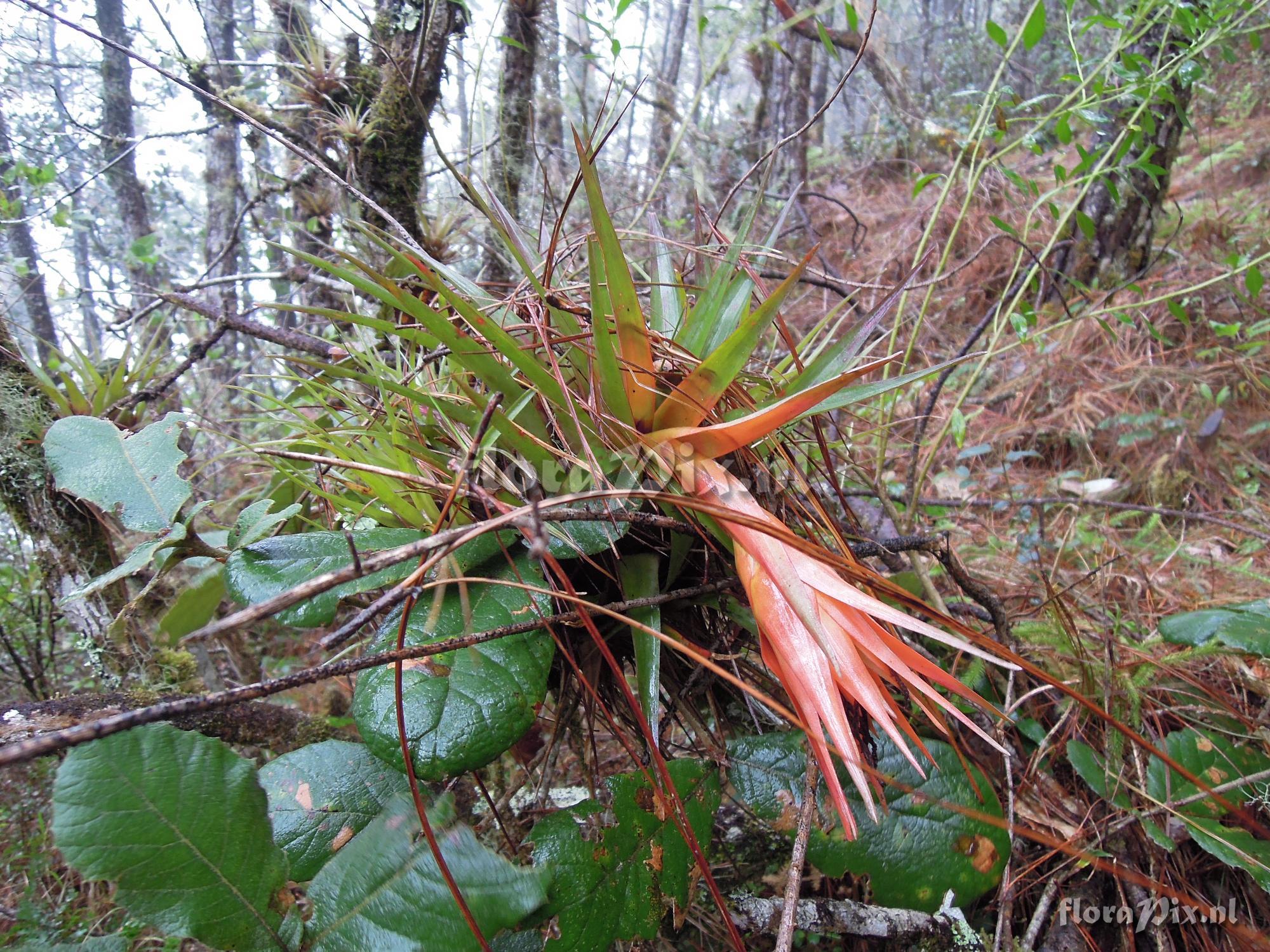 Tillandsia lautnerii