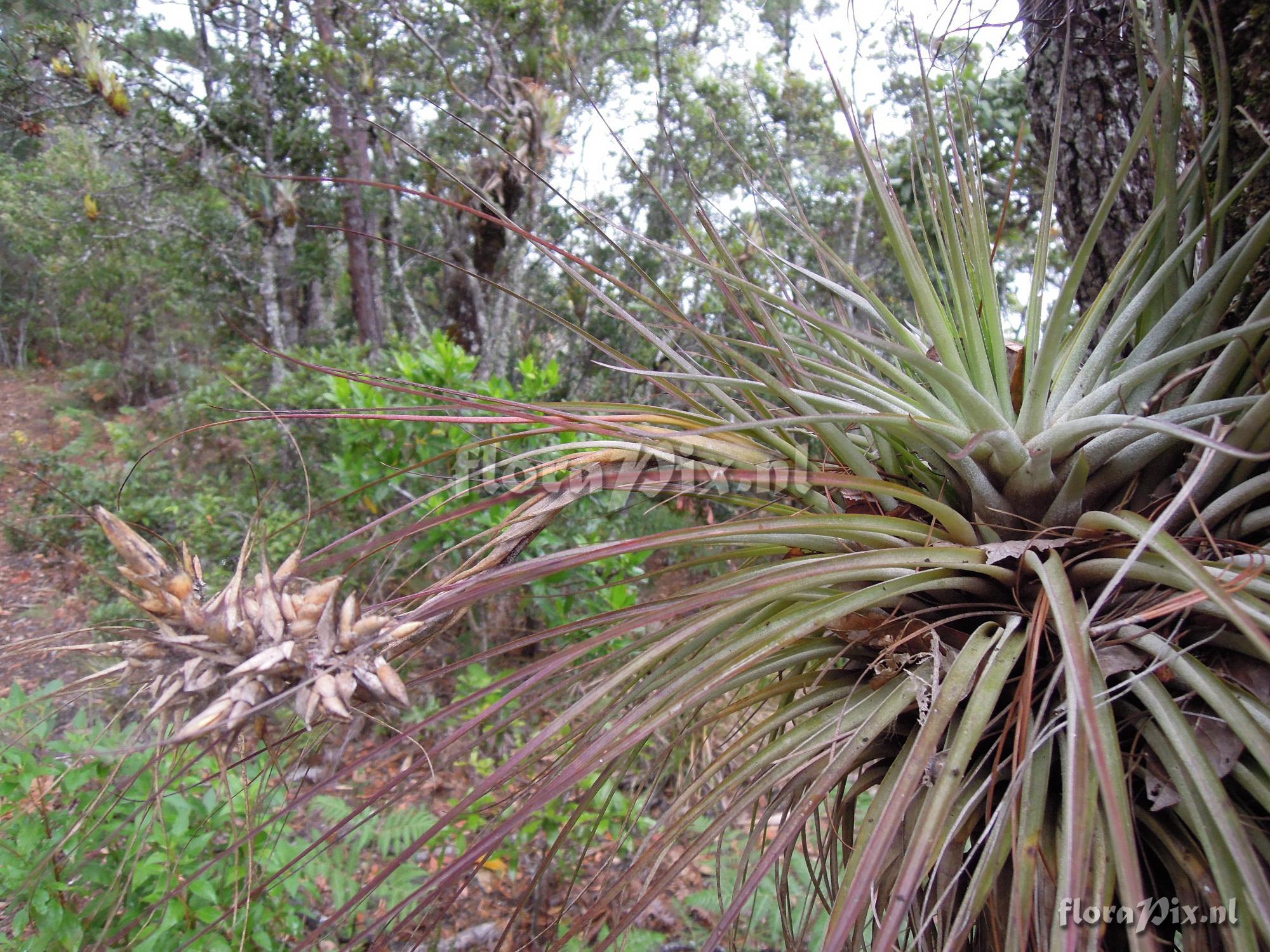 Tillandsia vicentina