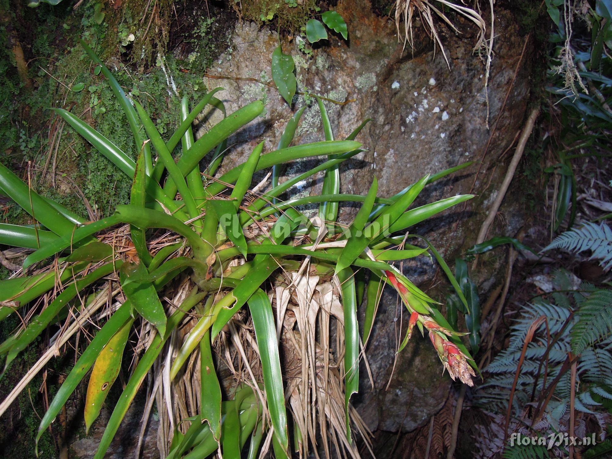 Tillandsia spec.