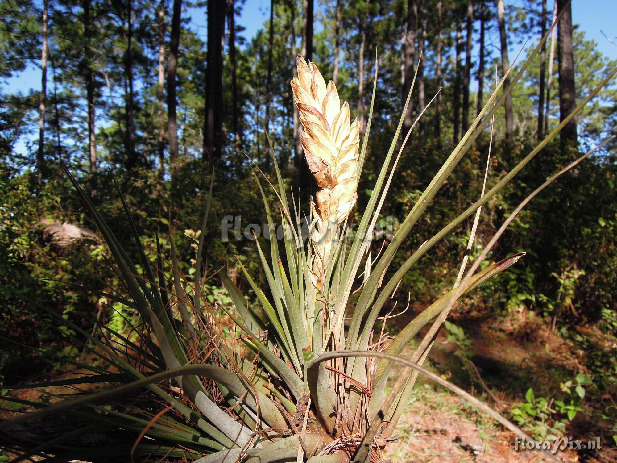 Tillandsia fasciculata var. fasciculata