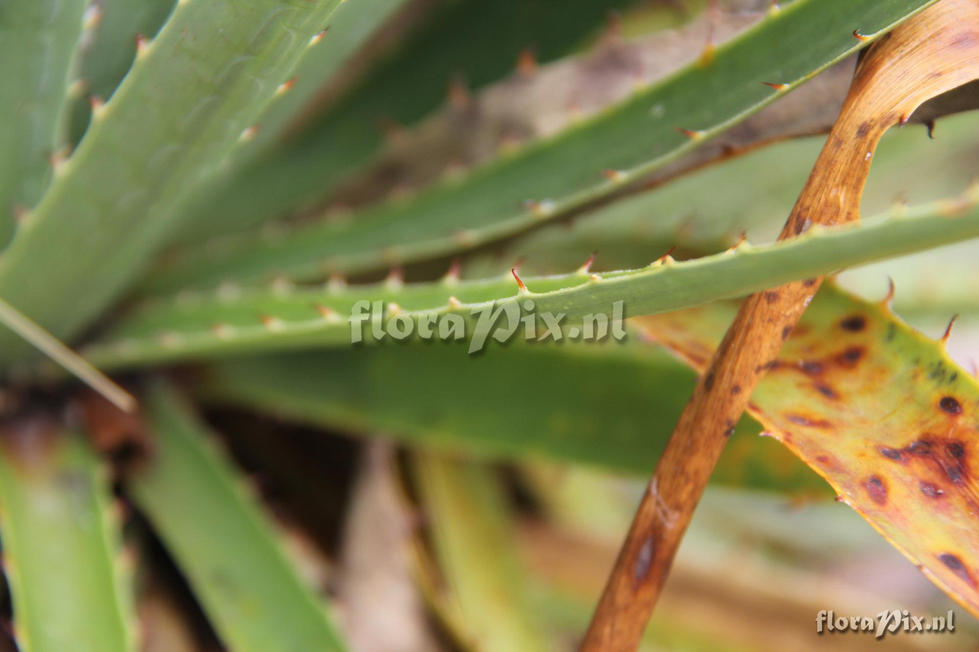 Puya pizarroana?