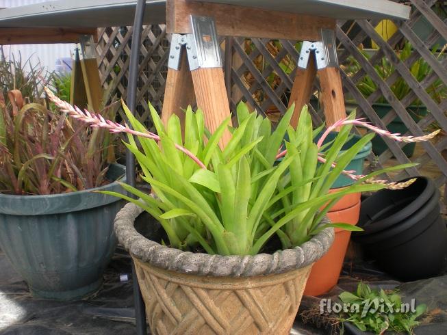 Quesnelia Aechmea Cross???