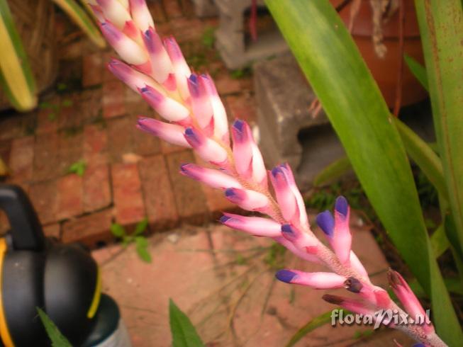 Quesnelia Aechmea Cross???