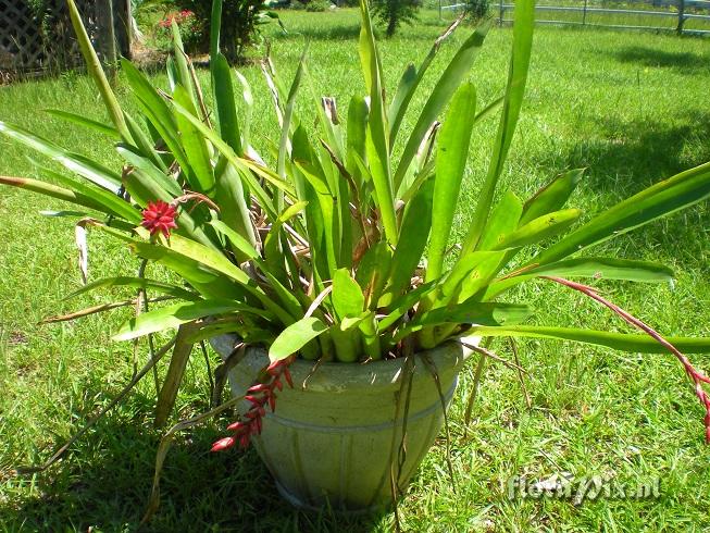 Quesnelia Aechmea Cross???