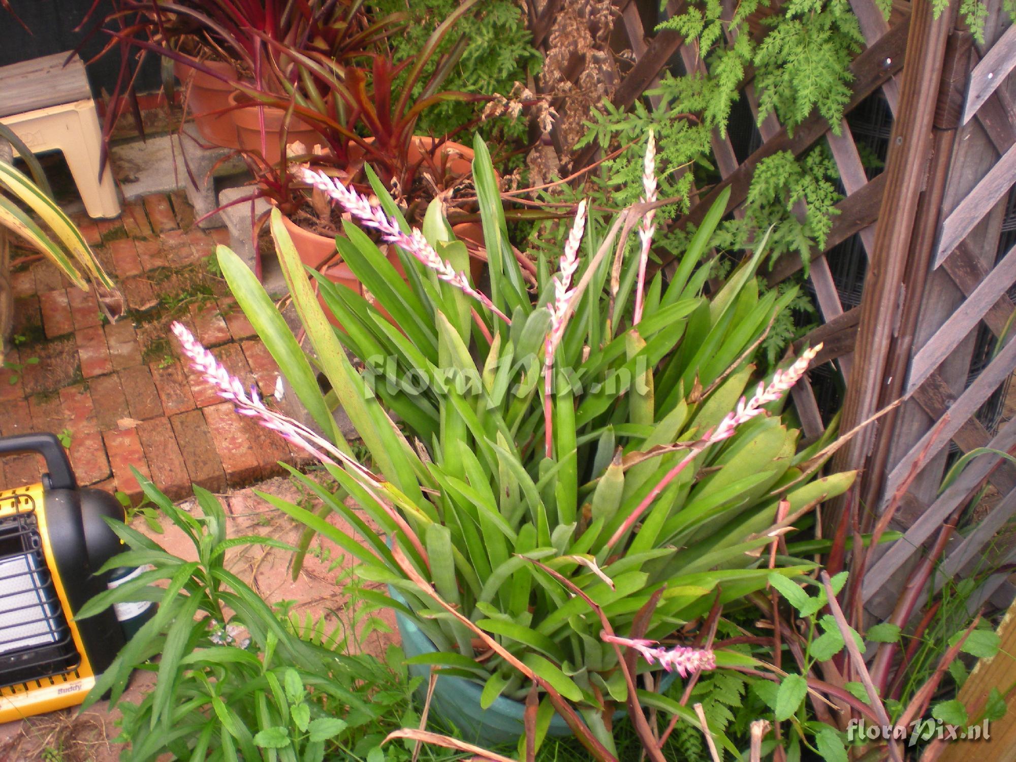 Quesnelia Aechmea Cross???