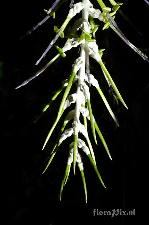 Billbergia zebrina