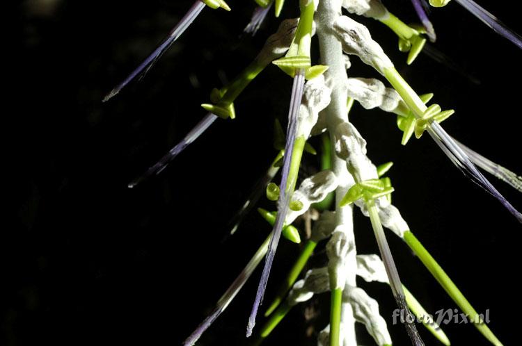 Billbergia zebrina