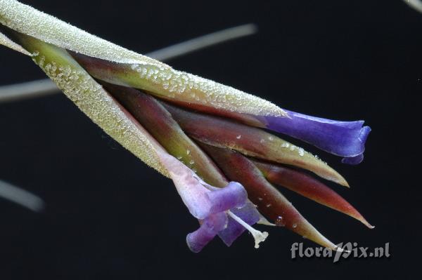 Tillandsia lorentziana