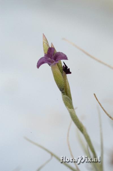 Tillandsia marconae